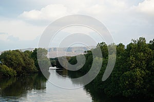 swamp ecosystem, mangrove tree environment and ponds