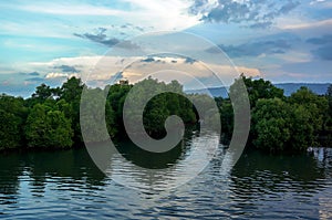 swamp ecosystem, mangrove tree environment and ponds