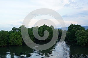 swamp ecosystem, mangrove tree environment and ponds