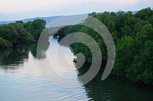 swamp ecosystem, mangrove tree environment and ponds