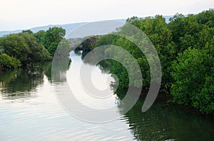 swamp ecosystem, mangrove tree environment and ponds