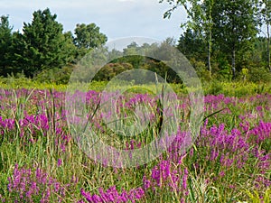 Swamp filled with Purple Loosestrife and cattails