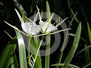 Swamp flower