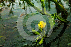 Swamp flower in the middle of a lagoon in the Darien jungle.