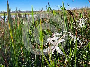 Florida swamp plants