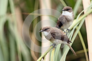 Swamp flycatcher Muscicapa aquatica seated on the stem reed. A pair of flycatchers sitting in the greenery