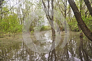 Swamp in the forest