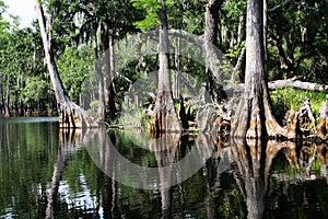 Swamp forest