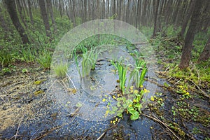 Swamp in the forest