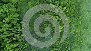 Swamp forest aerial view conservation park flyover