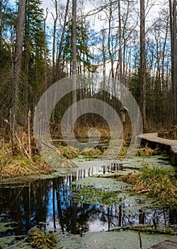 Swamp in the forest of Bialowieza Forest with standing waterin spring.