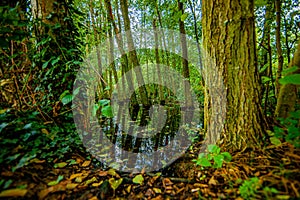 Swamp forest with clear water covering the tree trunks with a beautiful reflection