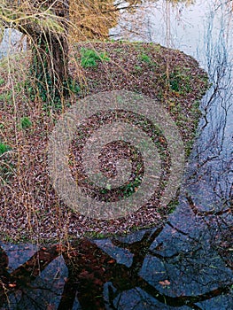 Swamp forest landscape. Small area of land with weeping willow tree and grass is surrounded by water.