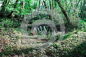 A swamp in the forest, a quagmire with branches stands in the forest thicket next to trees with moss. Mysterious scary place