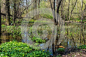 Swamp in the forest with reflexion, nature