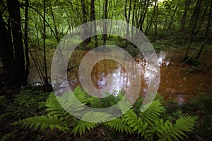 Swamp in forest with vegetation photo