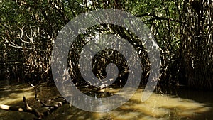 Swamp forests in wetlands, concept of wildlife and biodiversity. Action. Close up of tree with tangled branches.