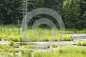 Swamp formed by a beaver dam in New Hampshire.