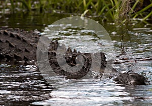 Swamp Gator Gliding