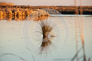 Swamp Grass Casting A Reflection On The Water.