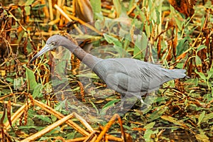 Swamp and grass. Everglades National Park. Birds of Florida. Tropical water bird. Close up portrait of a bird. A grey heron