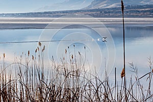 Swamp grass on the water edge with fog and mist over the lake