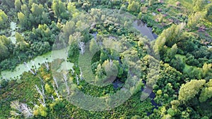 A swamp with green grass and fallen trees. Aerial view 4k footage from drone