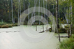 Swamp green water lake. Quagmire in natural forest. photo