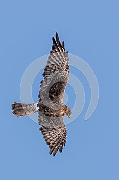 Australasian Harrier hunting