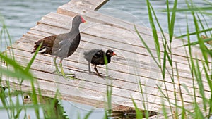 swamp hen with her chick on a fishing platform