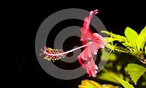 Swamp Hibiscus (red flower) in the night view
