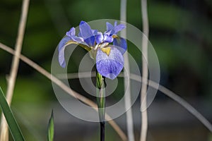 Swamp Iris Southern Blue Flag