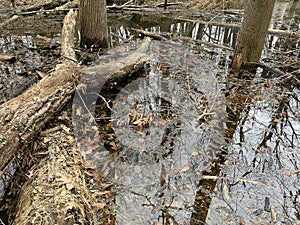 Swamp After the January Thaw