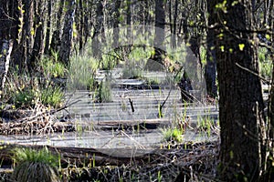 Swamp of Kampinos National Park