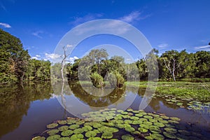 Swamp in Kruger National park, South Africa