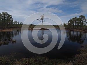 Swamp in lahemaa national park, Estonia photo