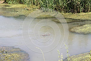 Swamp at Lake Hula, Israel