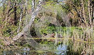 Swamp lake pond in the spring forest