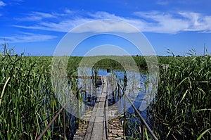 Swamp,lake, reeds, blue sky