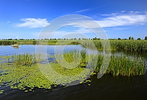 Swamp,lake, reeds, blue sky