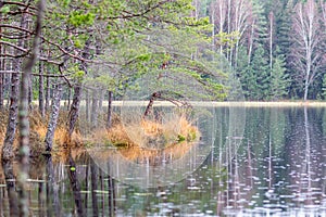 swamp lake shore, forest and swamp vegetation, rainy and cloudy day, rain texture on lake surface