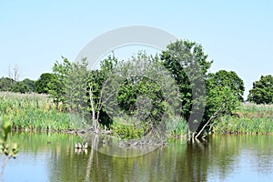 swamp lake during summer