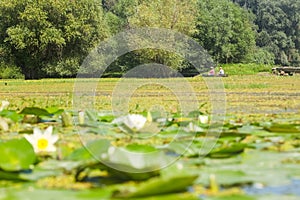 Swamp lake with water lilies and fishing boat