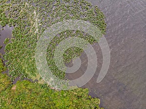 Swamp or lake with waterways top view
