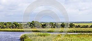 Swamp land at Apalachicola with reed grass