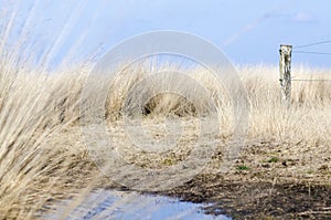 Swamp land in winter