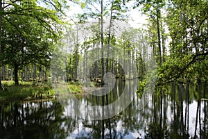 Swamp lands in South Carolina