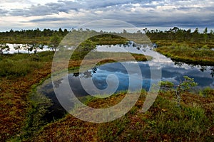 Swamp landscape
