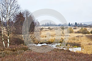 Swamp Landscape, Eifel