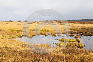 Swamp Landscape, Eifel